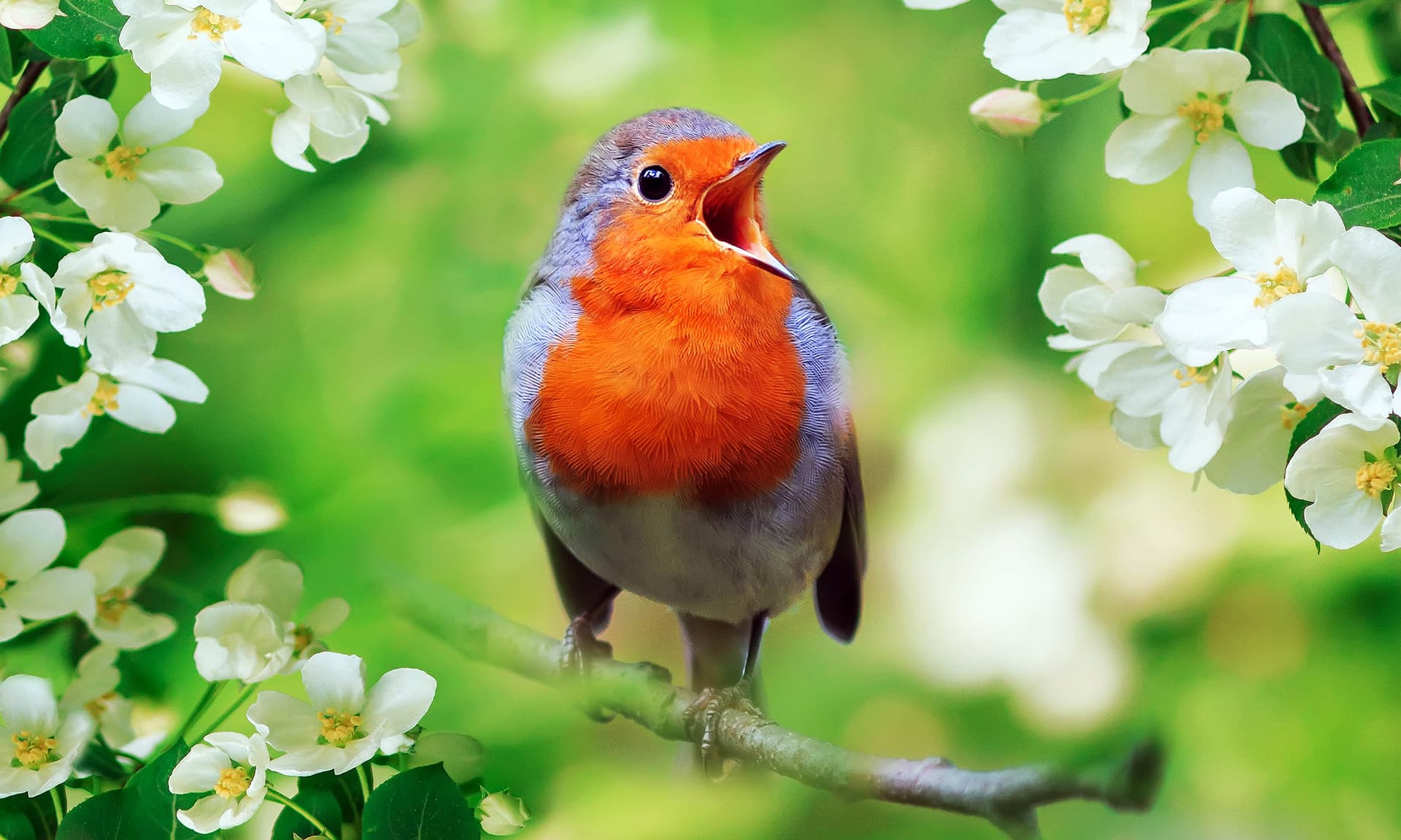 Study learns the real reason why birds sing so passionately at dawn