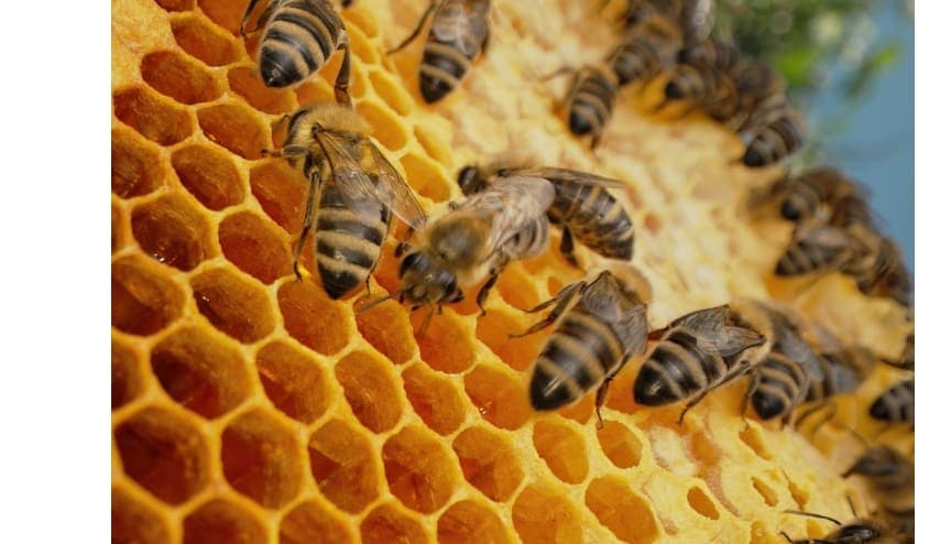 The hive has a designated "dance floor" that honey bees use.