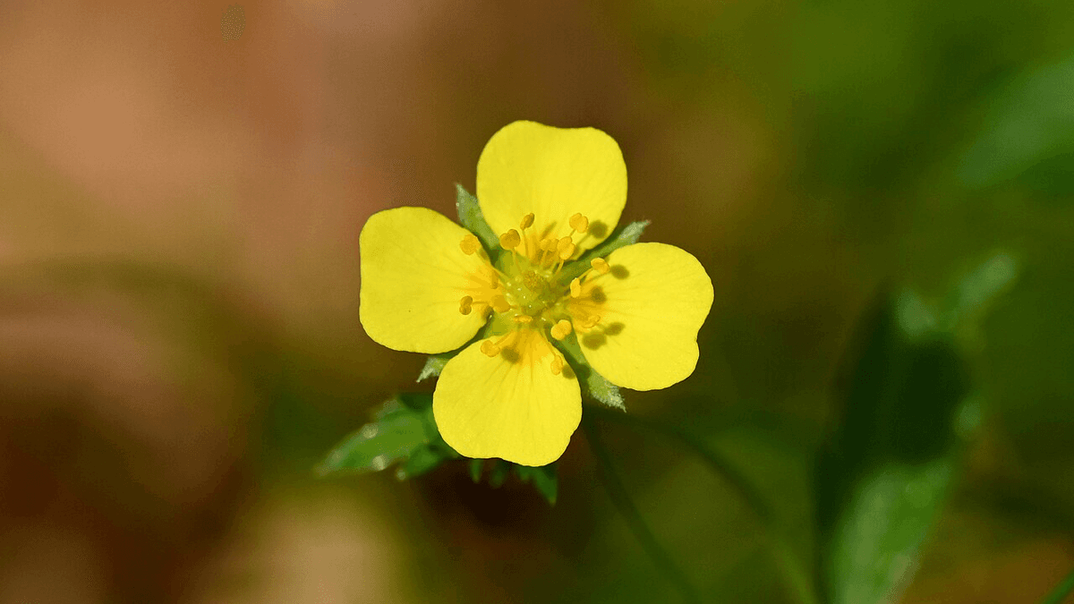 This Tiny Wildflower Could Be a Secret Weapon Against Superbugs