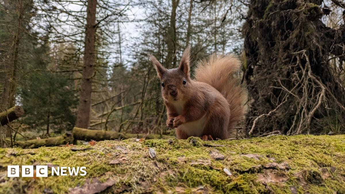 Yorkshire Dales red squirrel reserve for sale after owners' deaths