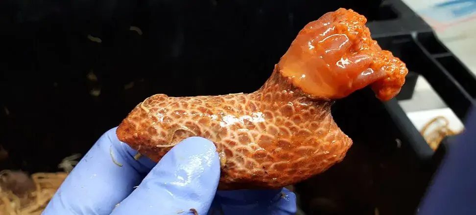 Immortal sea cucumber? A fascinating discovery from the ocean floor