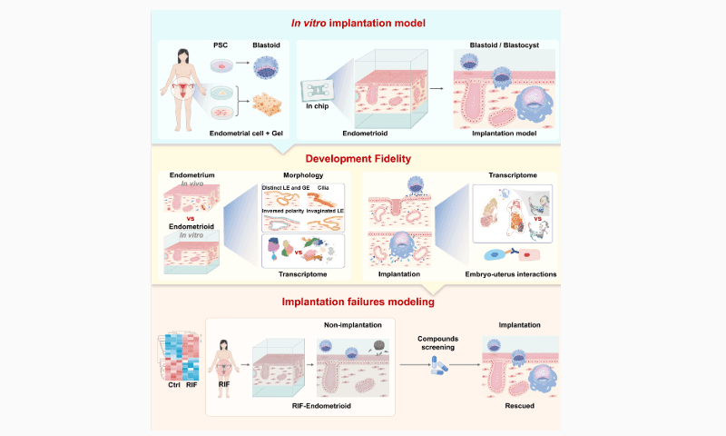 Chinese team develops 3D in-chip implantation model, fully recreates human embryo implantation in lab for the first time